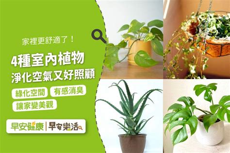 家裡放什麼植物好|客廳、臥室適合放什麼植物？淨化空氣6款室內植物推。